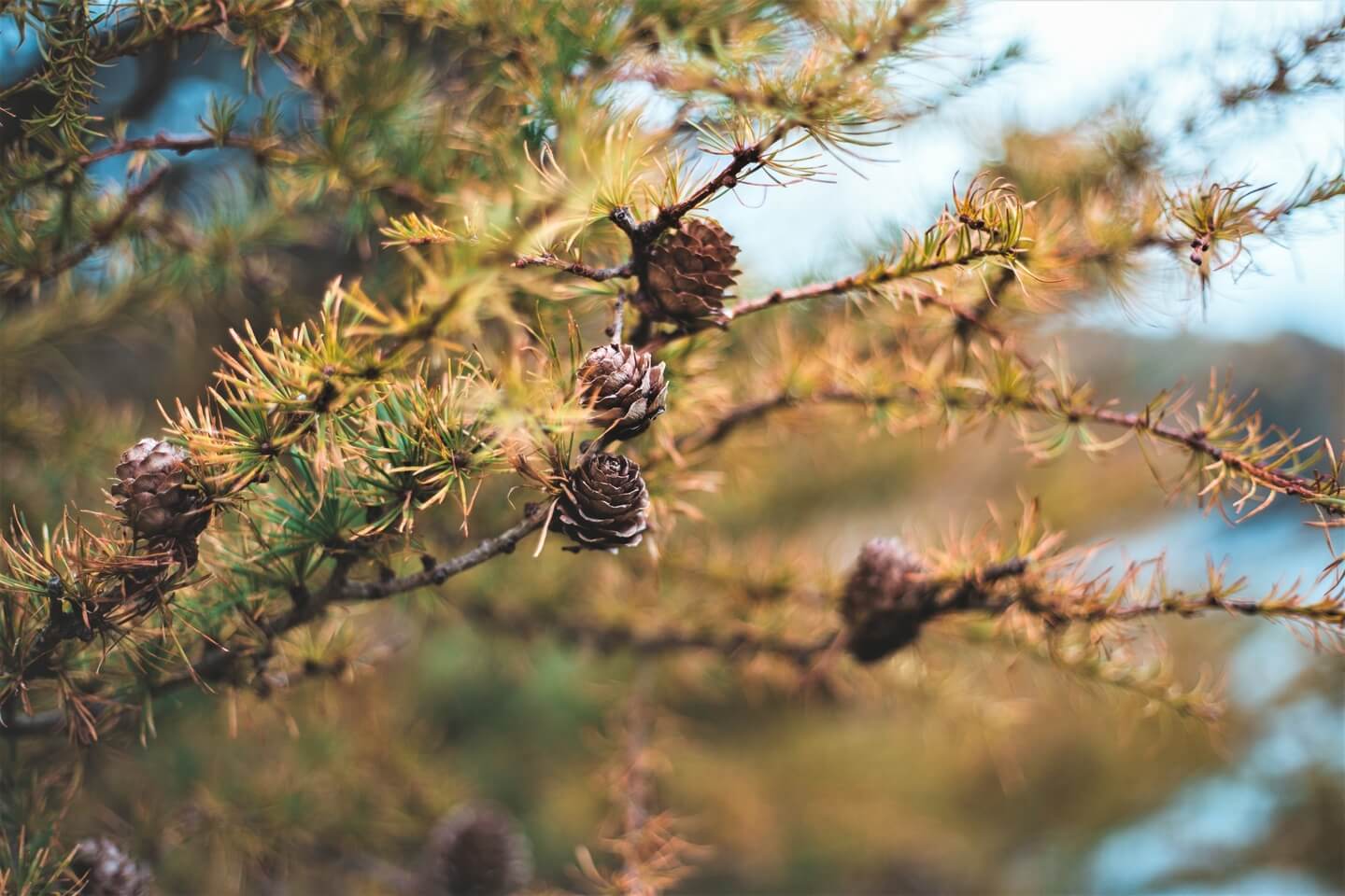Pinecones on a tree