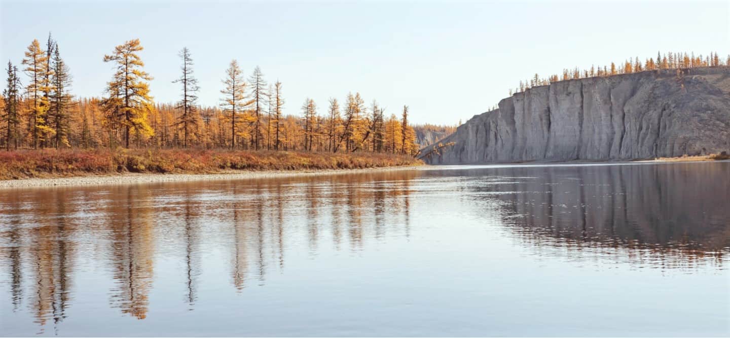 tall trees in the surface of the clear cold water